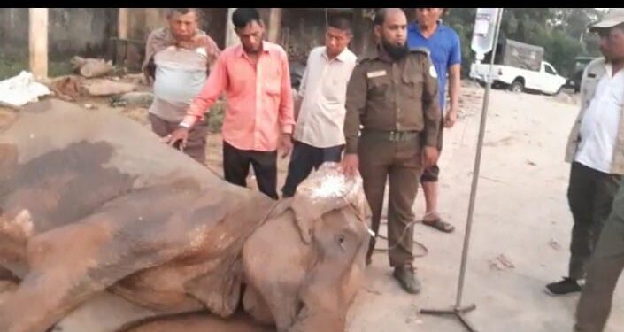 ডুলাহাজারা বঙ্গবন্ধু সাফারি পার্কে বাহাদুরের মৃত্যুর ২দিন পরে মারা গেল রঙ্গবালা