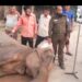 ডুলাহাজারা বঙ্গবন্ধু সাফারি পার্কে বাহাদুরের মৃত্যুর ২দিন পরে মারা গেল রঙ্গবালা