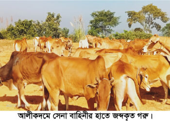 আলীকদমে মিয়ানমার হতে আসা ৩০টি গরু আটক