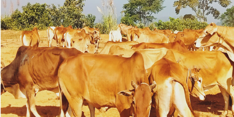 আলীকদমে মিয়ানমার হতে আসা ৩০টি গরু আটক