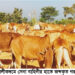 আলীকদমে মিয়ানমার হতে আসা ৩০টি গরু আটক