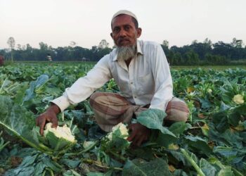 চকরিয়ায় কৃষকের সবজি ক্ষেত কেটে তছনছ