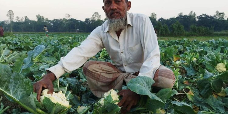 চকরিয়ায় কৃষকের সবজি ক্ষেত কেটে তছনছ