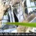 মসজিদ কমিটির সভাপতি পদে প্রার্থী হওয়ায় হামলা ভাংচুর
