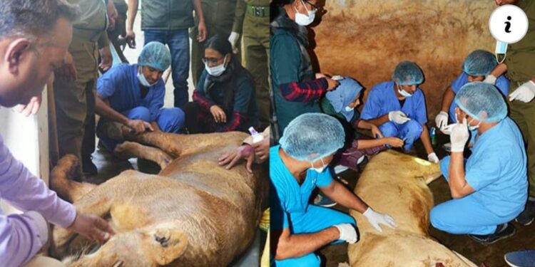 চকরিয়ায় বঙ্গবন্ধু সাফারি পার্কের সিংহ শাবক রাসেল টুম্পা জীবন-মৃত্যুর সন্ধিক্ষণে
