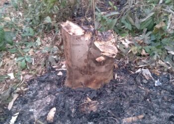 চকরিয়ায় সাংবাদিকের বনায়নের বাগান সাবাড়, পুড়িয়ে দিয়েছে চারা