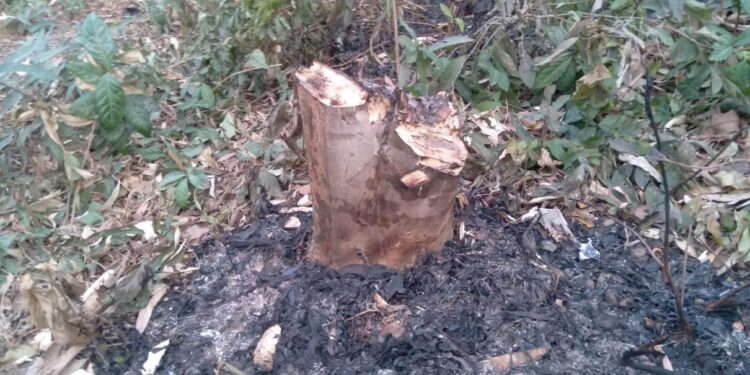 চকরিয়ায় সাংবাদিকের বনায়নের বাগান সাবাড়, পুড়িয়ে দিয়েছে চারা 1 চকরিয়ায় সাংবাদিকের বনায়নের বাগান সাবাড়, পুড়িয়ে দিয়েছে চারা