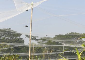 বাগানের জালে মরছে উপকারী পাখি, ধানসহ পরিবেশ বিপর্যয়ের আশঙ্কা