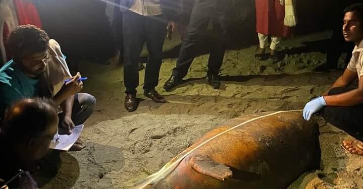 কক্সবাজার সমুদ্র সৈকতে ভেসে এসেছে মৃত ডলফিন 1 কক্সবাজার সমুদ্র সৈকতে ভেসে এসেছে মৃত ডলফিন