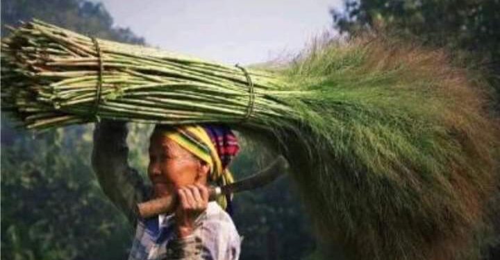 লামার পাহাড়ি ফুল ঝাড়ুর কদর দেশজুড়ে 1 লামার পাহাড়ি ফুল ঝাড়ুর কদর দেশজুড়ে