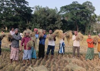 ফাইতং অসহায় কৃষকের ধান কেটে দিলেন ইউনিয়ন কৃষকলীগ
