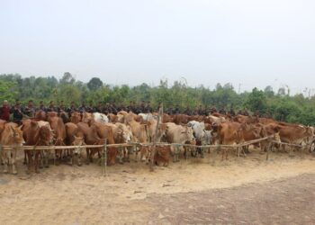৮১টি মায়ানমারের গরু জব্দ