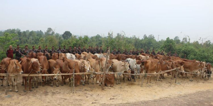 ৮১টি মায়ানমারের গরু জব্দ