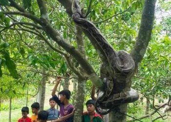 নাইক্ষ্যংছড়িতে বসতঘর থেকে  অজগর উদ্ধার