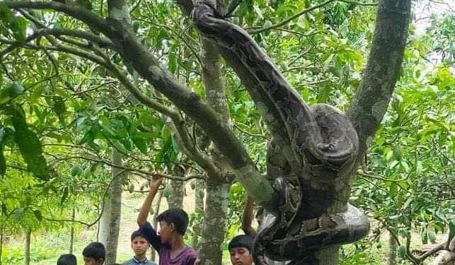 নাইক্ষ্যংছড়িতে বসতঘর থেকে  অজগর উদ্ধার