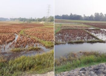 চকরিয়ায় লবণ পানি ঢুকিয়ে মৎস্য চাষ,  নষ্ট হচ্ছে ধানের জমি