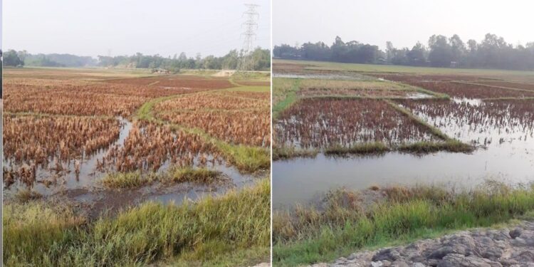 চকরিয়ায় লবণ পানি ঢুকিয়ে মৎস্য চাষ,  নষ্ট হচ্ছে ধানের জমি