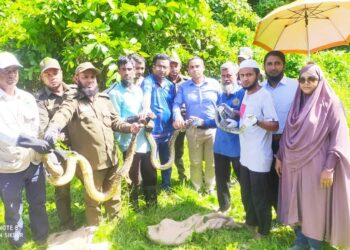চুনতি অভয়ারণ্যের ছেড়ে  দেওয়া হলো ২৬টি অজগর সাপ