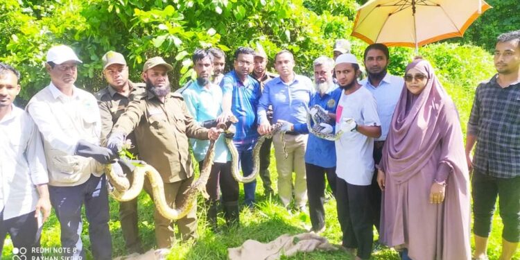 চুনতি অভয়ারণ্যের ছেড়ে  দেওয়া হলো ২৬টি অজগর সাপ