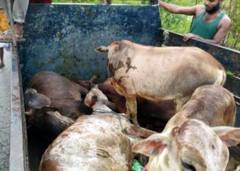 পাঁচ চোরাই গরুসহ গাড়ি জব্দ করলেন চকরিয়া থানা পুলিশ