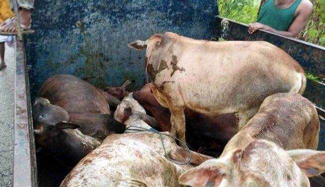 পাঁচ চোরাই গরুসহ গাড়ি জব্দ করলেন চকরিয়া থানা পুলিশ
