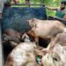 পাঁচ চোরাই গরুসহ গাড়ি জব্দ করলেন চকরিয়া থানা পুলিশ