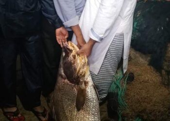 টেকনাফে ধরা পড়ল বড় পোপা মাছ, দাম সাড়ে সাত লাখ