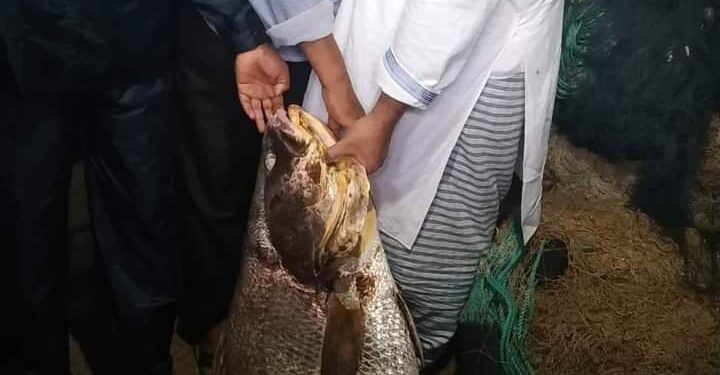 টেকনাফে ধরা পড়ল বড় পোপা মাছ, দাম সাড়ে সাত লাখ