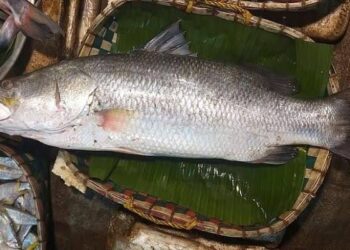দুদিনে নাফ নদীতে  মিলল দুটি বড় কোরাল