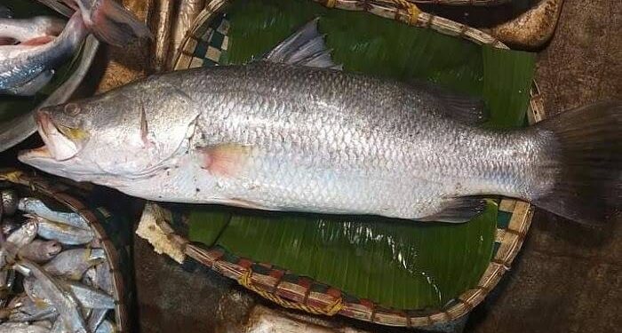 দুদিনে নাফ নদীতে  মিলল দুটি বড় কোরাল