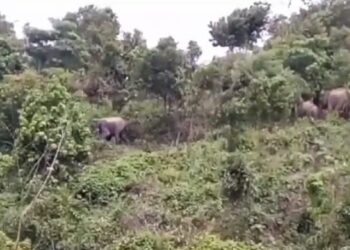 উখিয়ার বনাঞ্চলে এশিয়ান হাতির বিচরণ