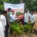 চকরিয়ায় বিনামূল্যে পাবে সাড়ে ১২ হাজার চারা