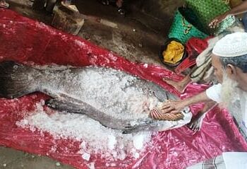 সাগরে মিলল বিশালাকৃতির বোলমাছ