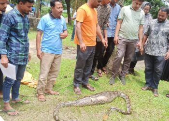 টেকনাফে এক মাসে ১১টি সাপ ও বানর উদ্ধার করে বনে অবমুক্ত