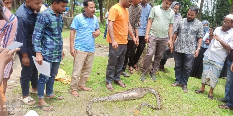 টেকনাফে এক মাসে ১১টি সাপ ও বানর উদ্ধার করে বনে অবমুক্ত