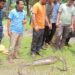 টেকনাফে এক মাসে ১১টি সাপ ও বানর উদ্ধার করে বনে অবমুক্ত 2 টেকনাফে এক মাসে ১১টি সাপ ও বানর উদ্ধার করে বনে অবমুক্ত