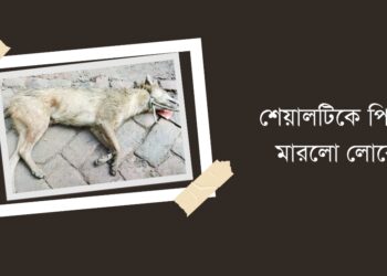 জঙ্গল থেকে বেরিয়ে ৯ জনকে কামড়ে দিল শেয়ালটি