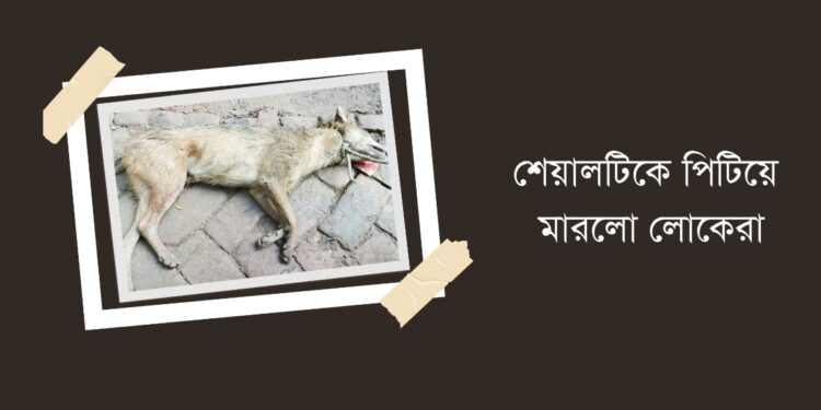 জঙ্গল থেকে বেরিয়ে ৯ জনকে কামড়ে দিল শেয়ালটি