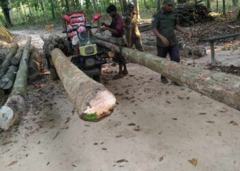 পেকুয়ায় পাচারকালে চোরাই গর্জন গাছ জব্দ