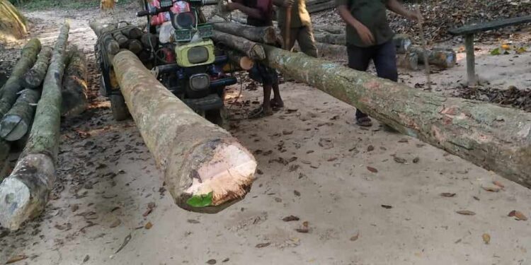 পেকুয়ায় পাচারকালে চোরাই গর্জন গাছ জব্দ