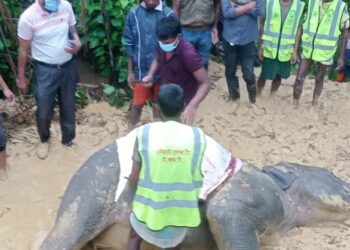 রামুতে হাতির মরদেহ উদ্ধার
