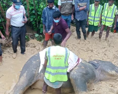 রামুতে হাতির মরদেহ উদ্ধার