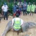 রামুতে হাতির মরদেহ উদ্ধার 3 রামুতে হাতির মরদেহ উদ্ধার