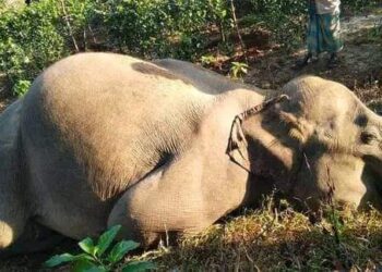 কক্সবাজারে পাহাড়ী এলাকা থেকে হাতির মরদেহ উদ্ধার