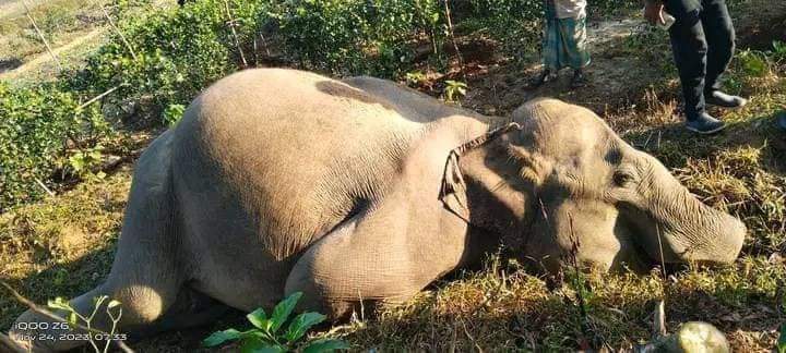 কক্সবাজারে পাহাড়ী এলাকা থেকে হাতির মরদেহ উদ্ধার 1 কক্সবাজারে পাহাড়ী এলাকা থেকে হাতির মরদেহ উদ্ধার