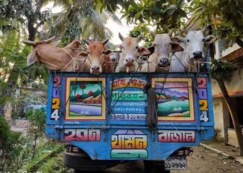 চকরিয়ায় চোরাই গরু ও পাচারকারী আটক