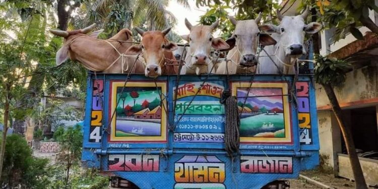 চকরিয়ায় চোরাই গরু ও পাচারকারী আটক 1 চকরিয়ায় চোরাই গরু ও পাচারকারী আটক