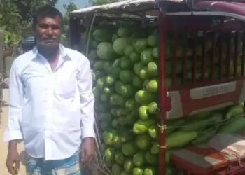 লাউ চাষে লাভবান হচ্ছেন ঈদগড়ের চাষিরা