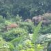 রামুর লোকালয়ে হাতির দল 2 রামুর লোকালয়ে হাতির দল