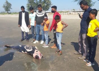 সমুদ্রসৈকতে ভেসে এলো রক্তাক্ত মৃত ডলফিন